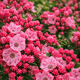 Кальмия широколистная Ewa