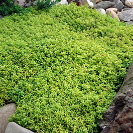 Тимьян лимоннопахнущий Арчерс Голд Тимьян лимоннопахнущий Арчерс Голд