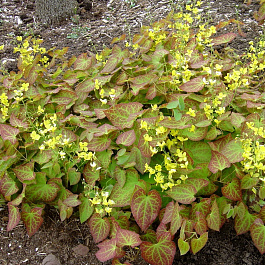 Горянка Перральдери Фронлайтен
