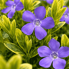 Барвинок малый Aureovariegata