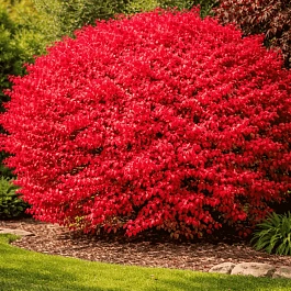 Бересклет крылатый Fireboll