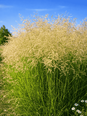 Щучка дернистая Tardiflora