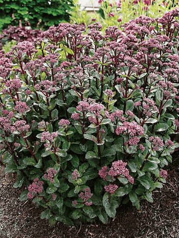 Очиток  телефиум Double Martini