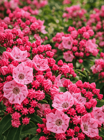 Кальмия широколистная Ewa