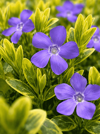 Барвинок малый Aureovariegata