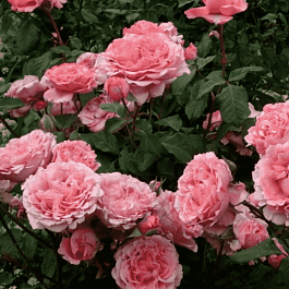 Роза кустовая Laurent Cabrol