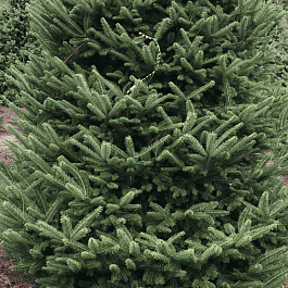 Пихта корейская Samling