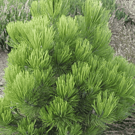 Сосна белокорая