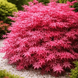 Клен веерный Beni-maiko