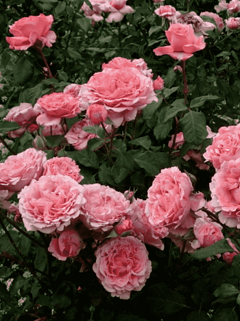 Роза кустовая Laurent Cabrol