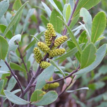 Восковница обыкновенная