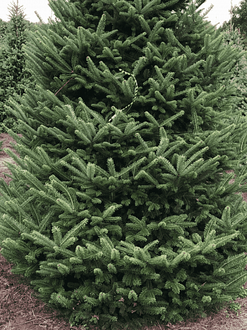 Пихта корейская Samling