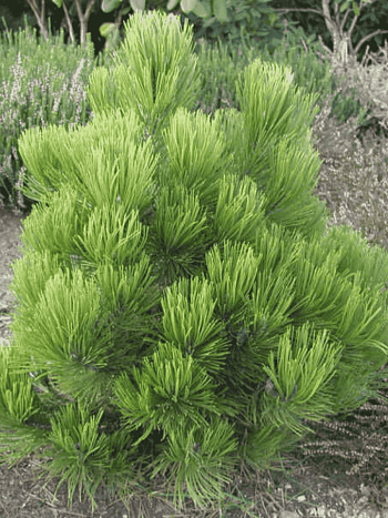 Сосна белокорая