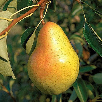 Груша плодовая Велеса