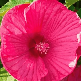 Гибискус мускусный Luna Rose