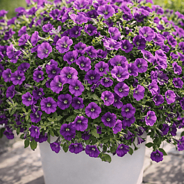 Петуния (сурфиния) Itsy purple кашпо 