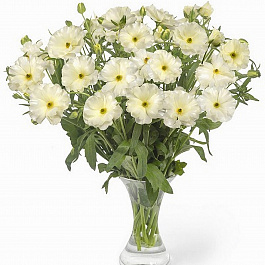 Лютик гибридный Баттерфляй Грация