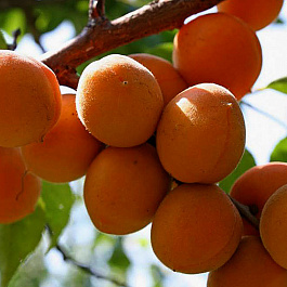 Абрикос обыкновенный Триумф Северный Абрикос обыкновенный Триумф Северный
