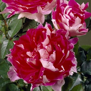 Роза Раффлс флорибунда Раффлс Пассион