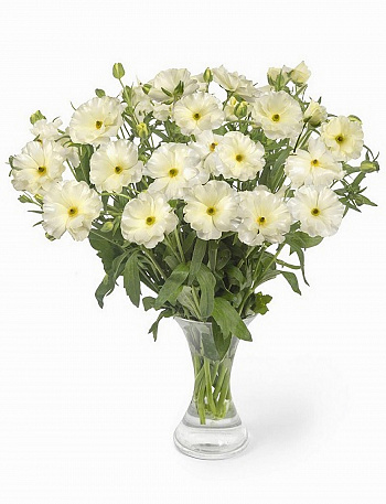 Лютик гибридный Баттерфляй Грация