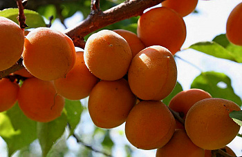 Абрикос обыкновенный Триумф Северный