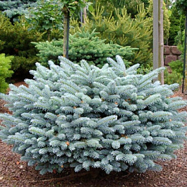 Ель колючая Карпатен