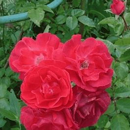 Роза плетистая Красный маяк