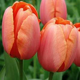 Тюльпан многоцветковый Драгон Кинг