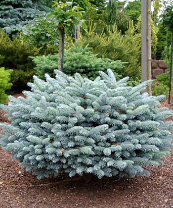 Ель колючая Карпатен