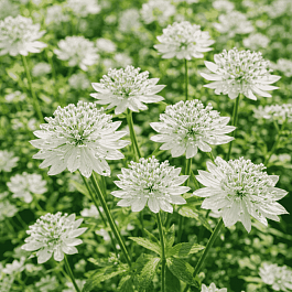 Астранция большая Sunningdale Variegated