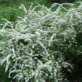 Спирея Аргута Аргута