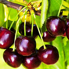 Черешня Тютчевка Черешня Тютчевка