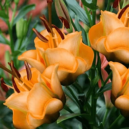 Лилия Apricot Fudge