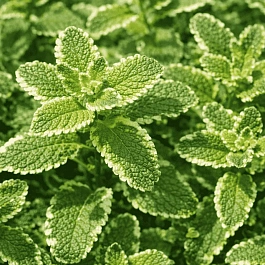 Мята Душистая Pinedo