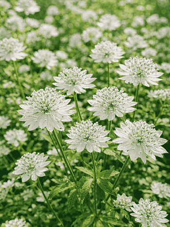 Астранция большая Sunningdale Variegated