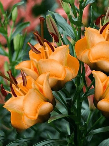 Лилия Apricot Fudge