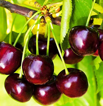 Черешня  Тютчевка Черешня  Тютчевка