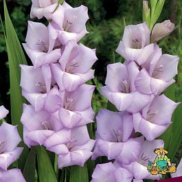 Гладиолус крупноцветковый Десперадо