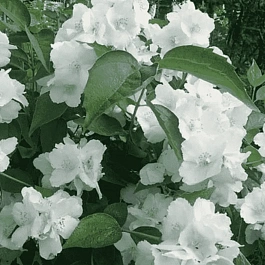 Чубушник Lemoine Yunnat