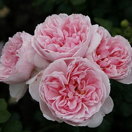 Роза парковая Синдерелла