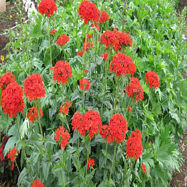 Лихнис халцедонский Red