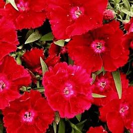 Гвоздика китайская Coronet scarlet