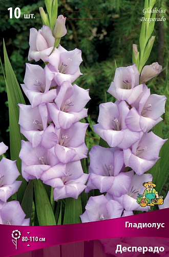 Гладиолус крупноцветковый Десперадо