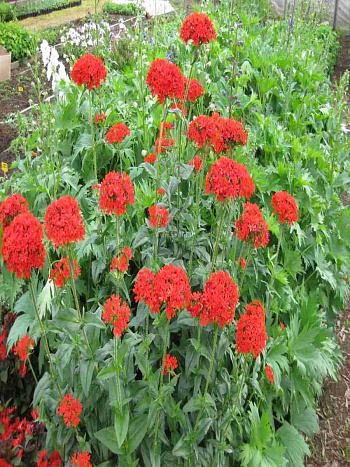 Лихнис халцедонский Red