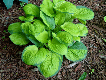 Хоста гибридная Рейнфорест Санрайз