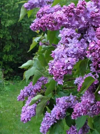 Сирень обыкновенная Максимович