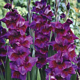 Гладиолус Velvet Eyes