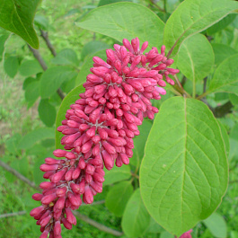 Сирень Комарова (пониклая)