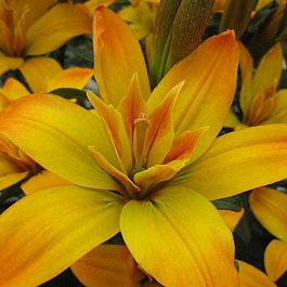 Лилия азиатская махровая Голд Твин