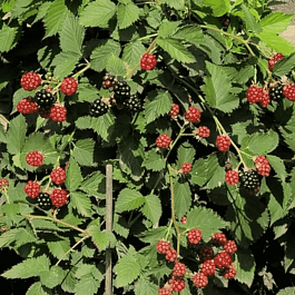 Ежевика садовая Dima Tiny Black